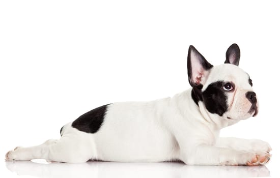 French bulldog puppy.