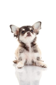 Chihuahua . Cute Chihuahua dog on a white background.