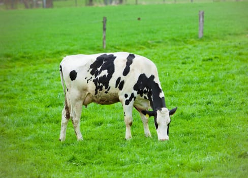 Cows on green meadow