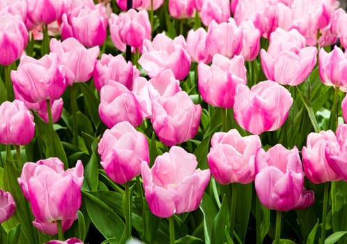 beautiful tulips field. Beautiful spring flowers. background of flowers