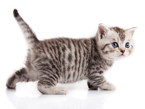 kitten on a white background