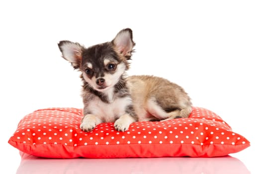 Chihuahua dog on red  pillow isolated on white background. portrait of a cute purebred puppy chihuahua