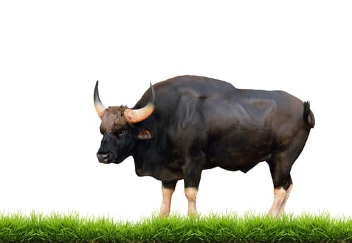 gaur with green grass isolated on white background