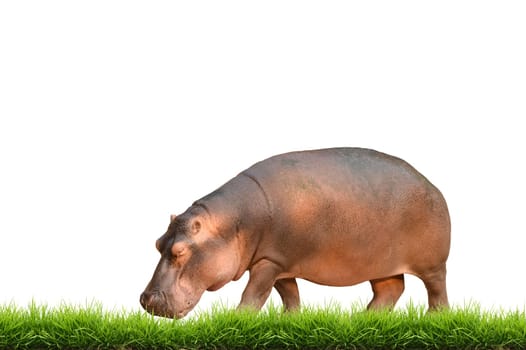 hippopotamus with green grass isolated on white background