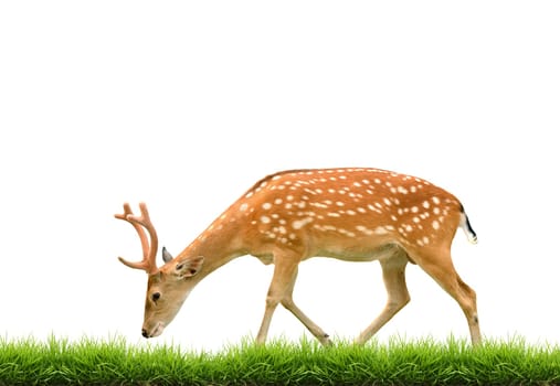 sika deer with green grass isolated on white background