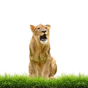 male lion with green grass isolated on white background