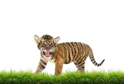 baby bangal tiger with green grass isolated on white background