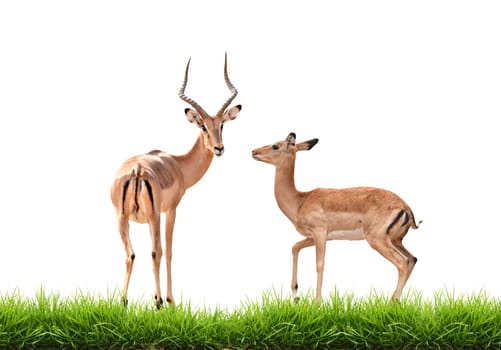 impala with green grass isolated on white background