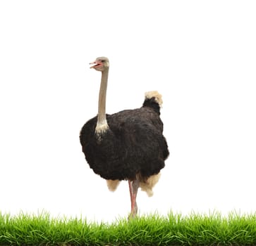 ostrich with green grass isolated on white background