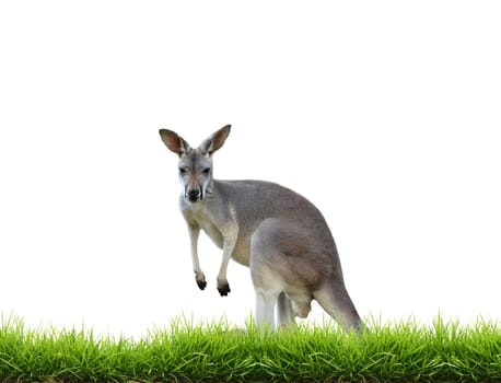 grey kangaroo with green grass isolated on white background