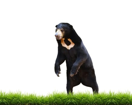 malayan sun bear with green grass isolated on white background