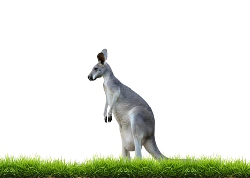 grey kangaroo with green grass isolated on white background