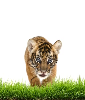 baby bangal tiger with green grass isolated on white background