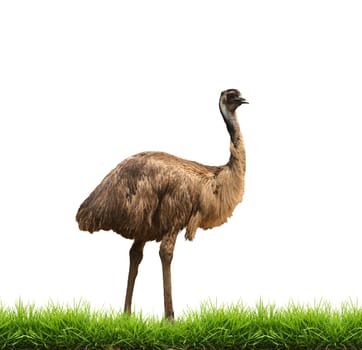 emu with green grass isolated on white background