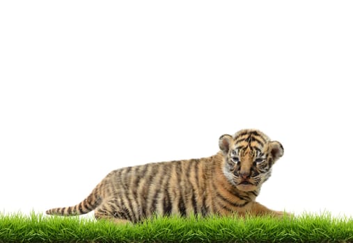 baby bangal tiger with green grass isolated on white background