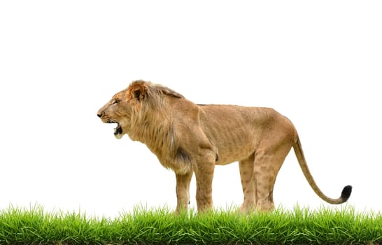 male lion with green grass isolated on white background
