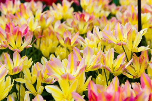 beautiful tulips field. Beautiful spring flowers. background of flowers