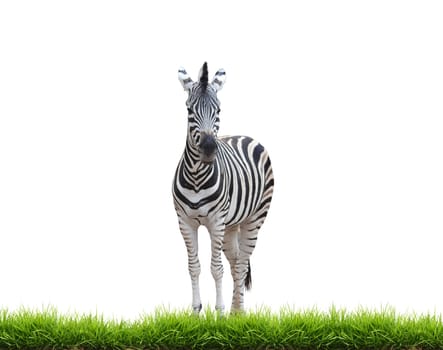 zebra with green grass isolated on white background