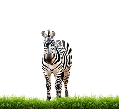 zebra with green grass isolated on white background
