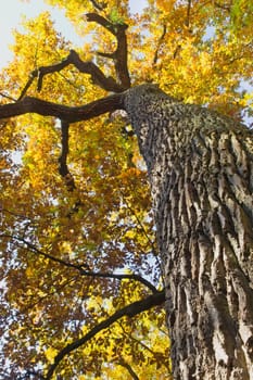 Bottom view of the high strain deciduous tree. The leaves are yellow.