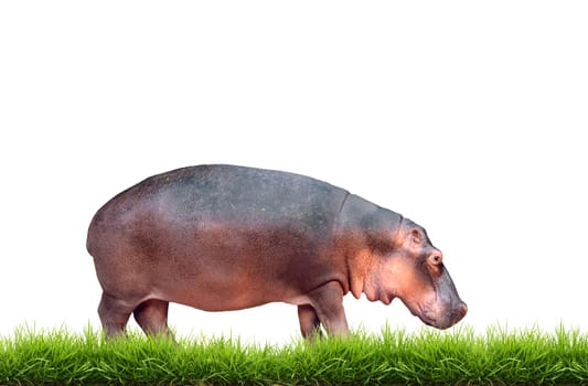 hippopotamus with green grass isolated on white background