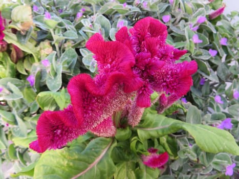 feathered cockscomb - Celosia argentea 'Cristata'