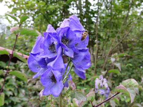 Monkshood - Aconitum napellus