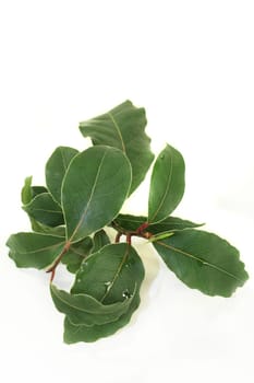 a green laurel branch with a white background