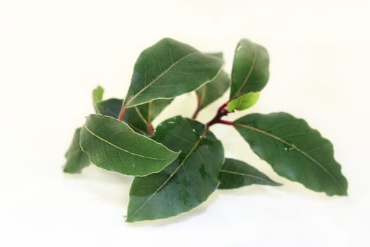 a green laurel branch with a white background