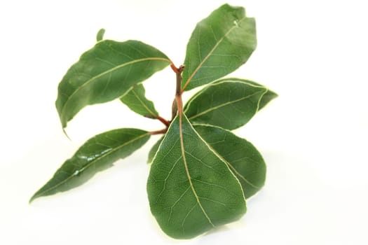 a green laurel branch with a white background
