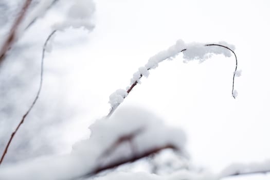 Winter scene with branches covered with snow. Also useful as holiday, Christmas concept.