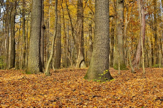 Forest in autumn,nature with leaves on the ground
