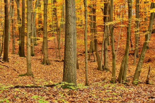 Forest in autumn,nature with leaves on the ground