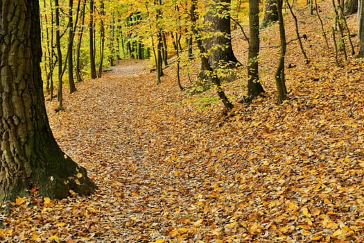 Forest in autumn,path covered with foliage