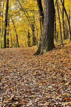 Forest in autumn,path covered with foliage