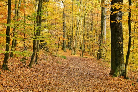 Forest in autumn,path covered with foliage