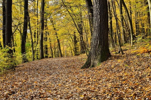 Forest in autumn,path covered with foliage