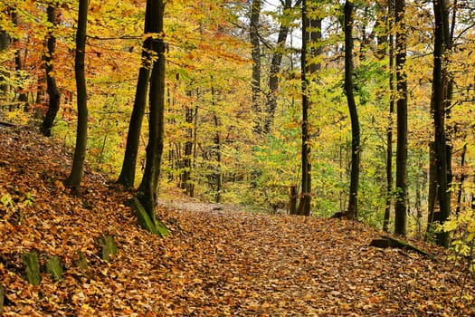 Forest in autumn,path covered with foliage