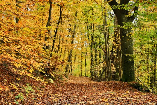 Forest in autumn,path covered with foliage