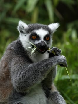 Ring-tailed lemur