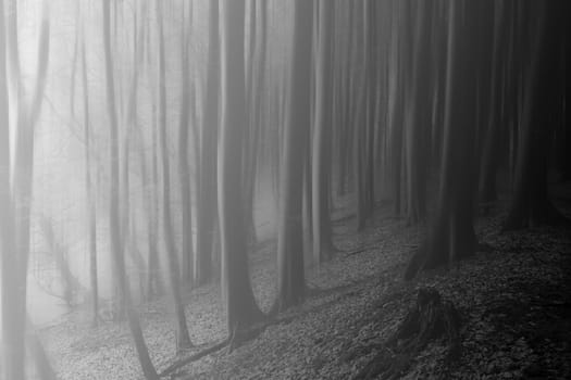 Magic Forest