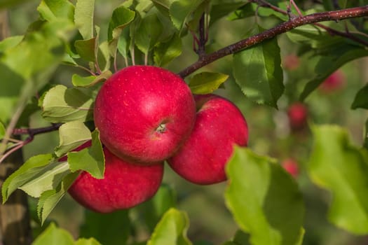 Apples without (New York)