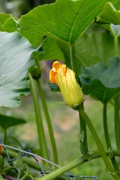 mature zucchini with yellow flower