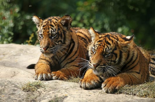 Sibling