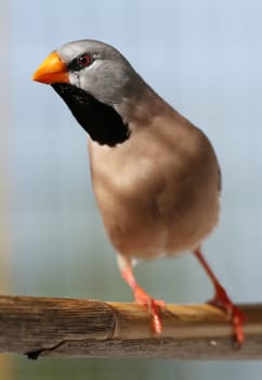 Enquisitive Heck's Grassfinch bird stretching and peering