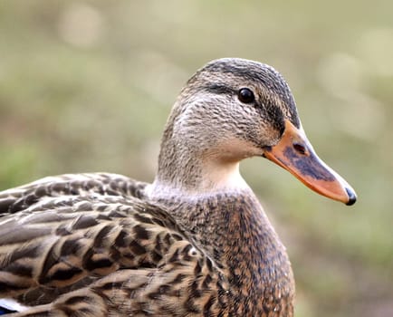 Portrait of Gadwall