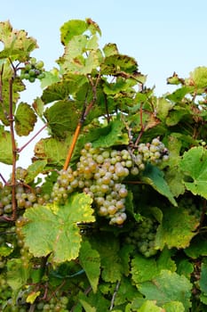 Grapes