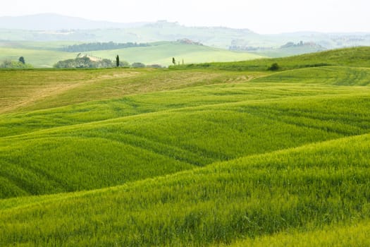 Tuscany - green typical landscape in spring time