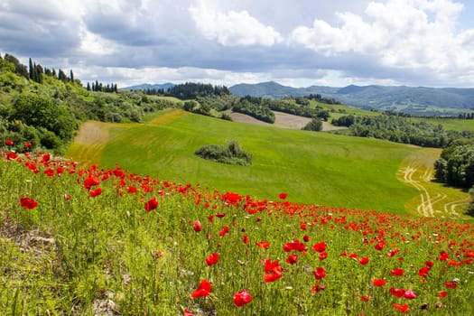 spring in Tuscany, landscape with poppies