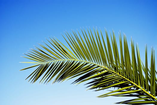 Branch of a palm tree against a blue sky in Croatia